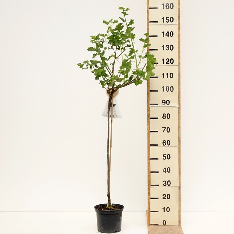 Exemplar von Jostabeere Jostaberry Topf mit 4L/5L, Halbstamm wie im Frühjahr geliefert