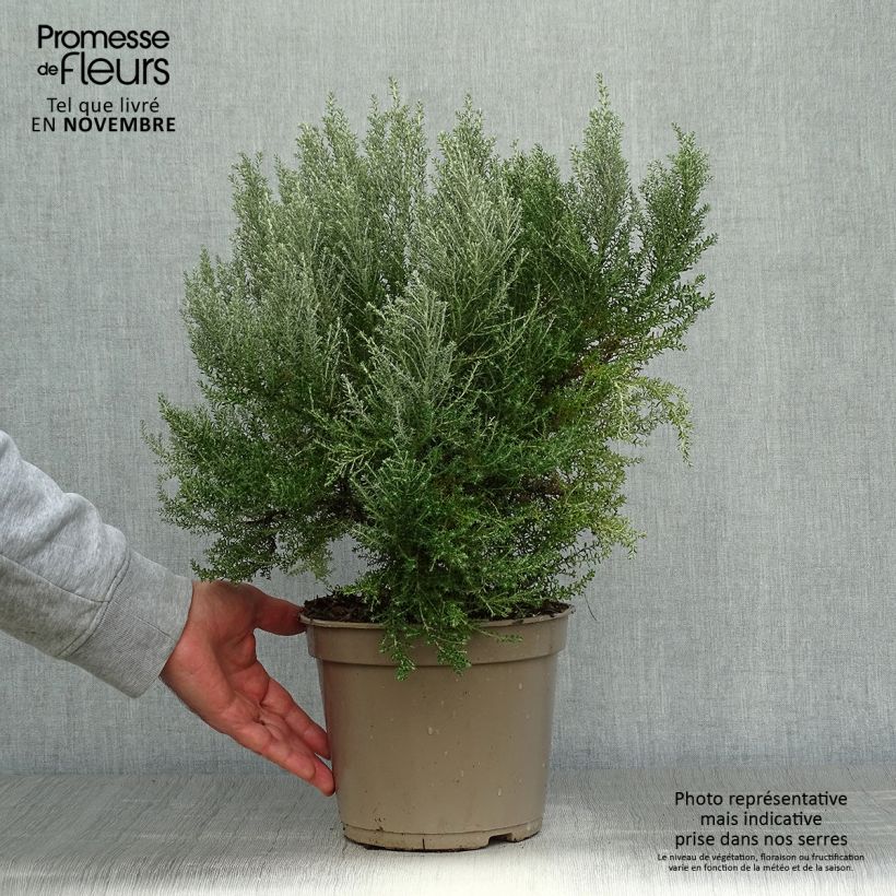 Exemplar von Cassinia retorta Ward Silver Topf mit 3L/4L wie im Herbst geliefert