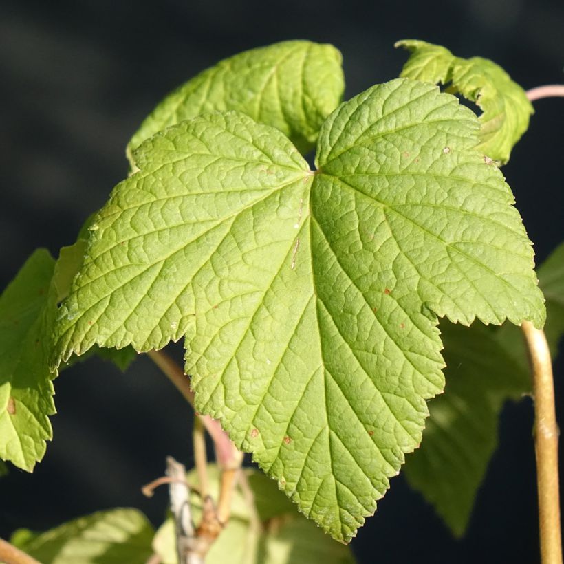 Schwarze Johannisbeere Andega Bio (Laub)