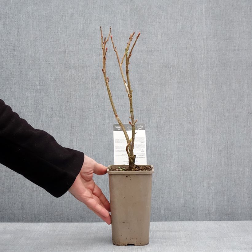 Exemplar von Schwarze Johannisbeere Black'n Red Premiere Topf mit 1,5L/2L, Strauch wie im Winter geliefert