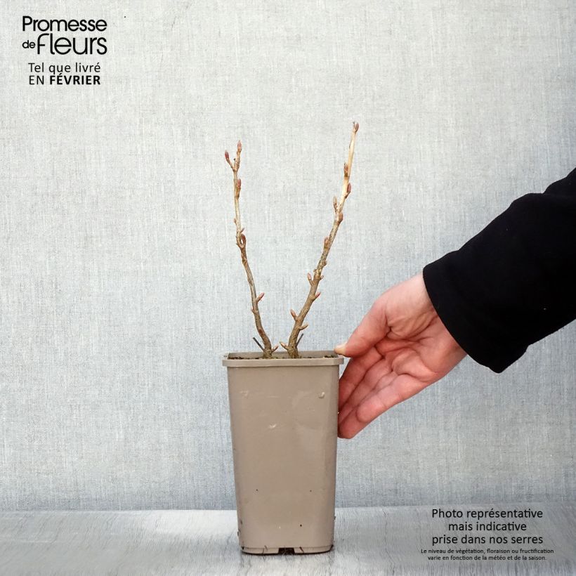 Exemplar von Schwarze Johannisbeere Cassisima Blackbells Topf mit 1,5L/2L wie im Winter geliefert