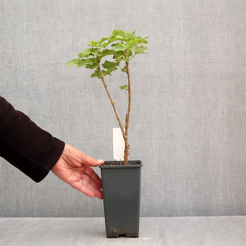 Exemplar von Schwarze Johannisbeere Noir de Bourgogne Topf mit 1,5L/2L, Strauch wie im Herbst geliefert