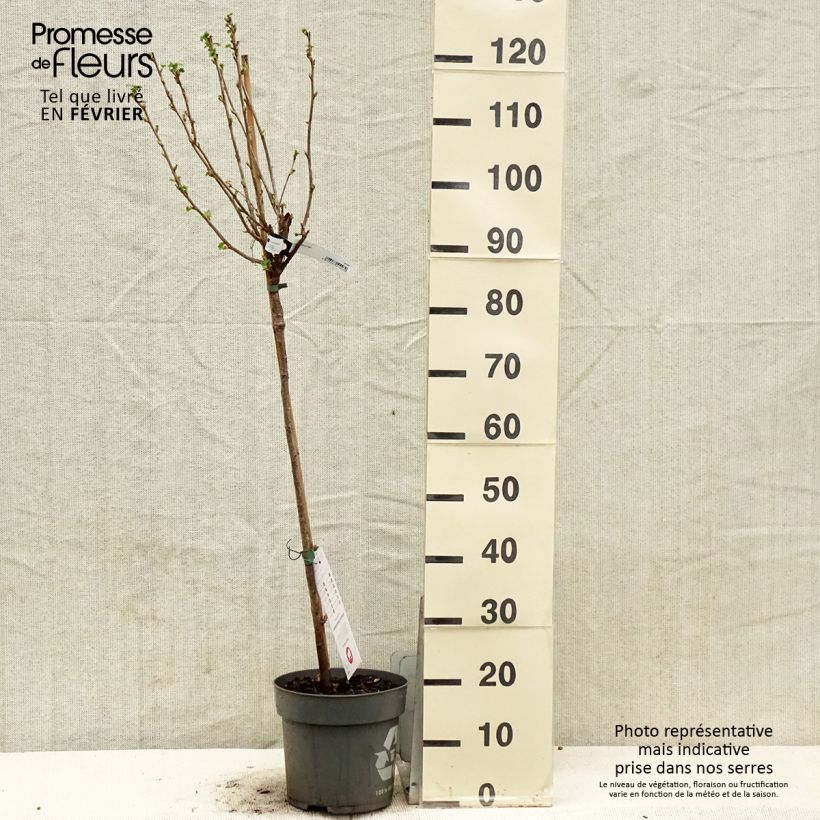 Exemplar von Schwarze Johannisbeere Ojebyn Topf mit 6L/7L wie im Winter geliefert