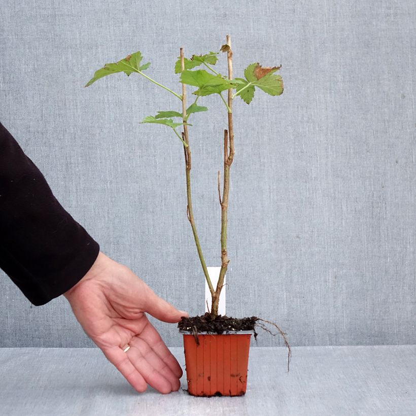 Exemplar von Schwarze Johannisbeere Titania Kleine Töpfe von 8/9 cm wie im Herbst geliefert