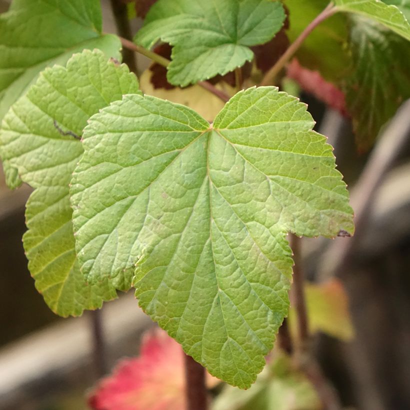 Schwarze Johannisbeere Titania (Laub)