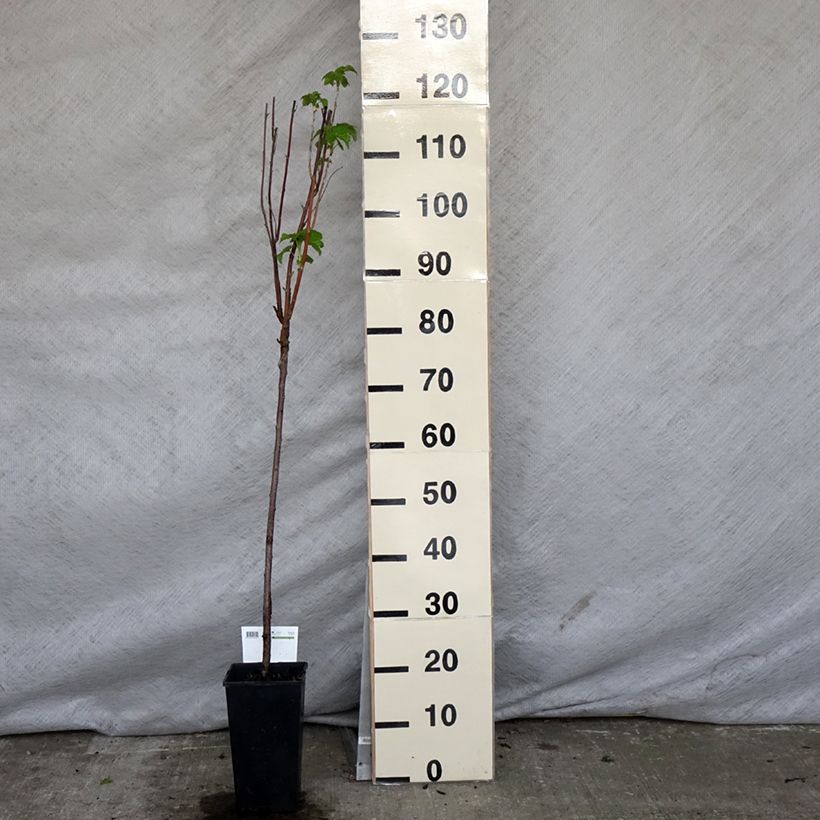Exemplar von Schwarze Johannisbeere Titania Topf mit 1,5L/2L, Stamm wie im Frühjahr geliefert