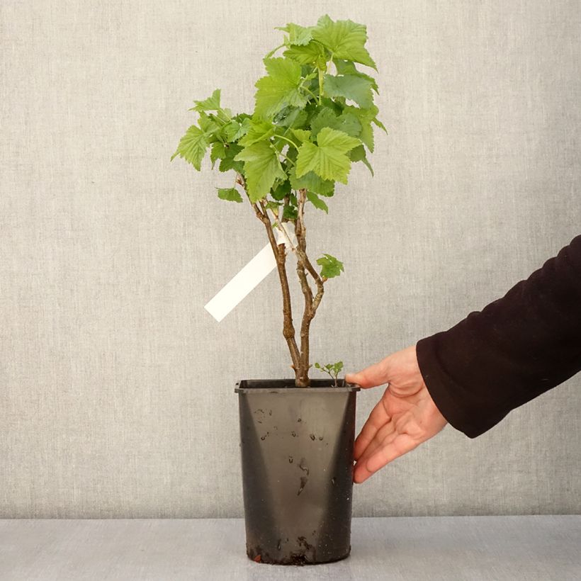 Exemplar von Schwarze Johannisbeere Triton Topf mit 2L/3L, Strauch/Busch, mehrstämmig wie im Frühjahr geliefert