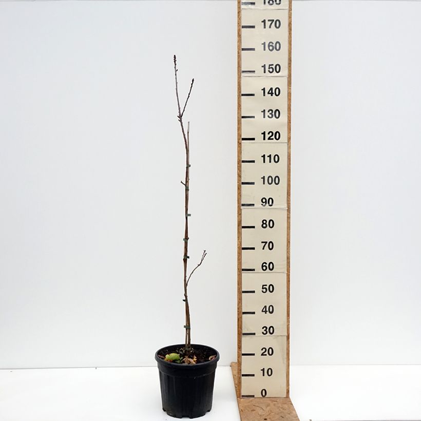 Exemplar von Castanea sativa Aspleniifolia - Echte Kastanie Topf mit 7,5L/10L, Stamm wie im Herbst geliefert