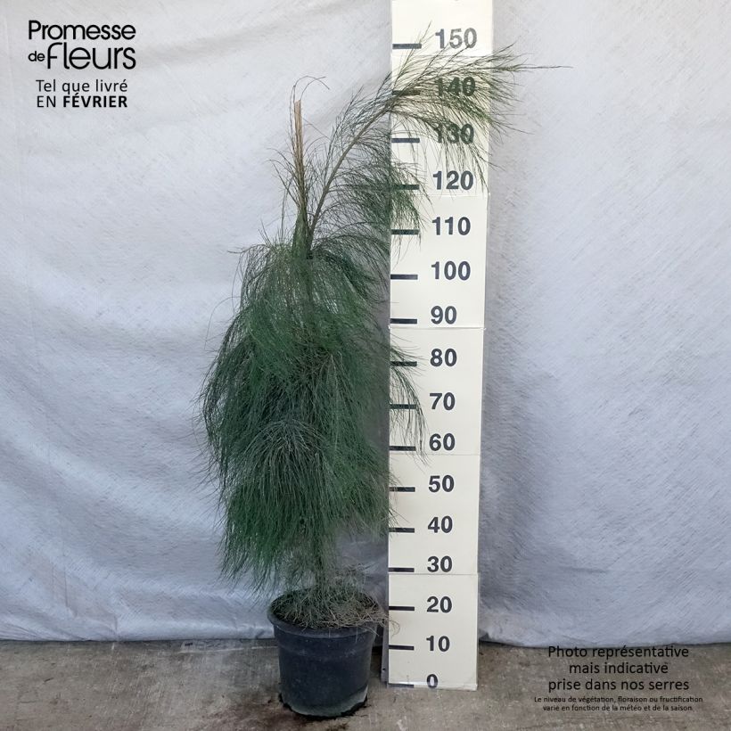 Exemplar von Casuarina equisetifolia - Schachtelhalmblättrige Kasuarine Topf mit 7,5L/10L wie im Winter geliefert