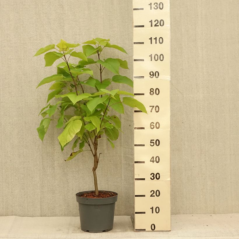 Exemplar von Trompetenbaum Aurea - Catalpa bignonioides Topf mit 4L/5L wie im Sommer geliefert