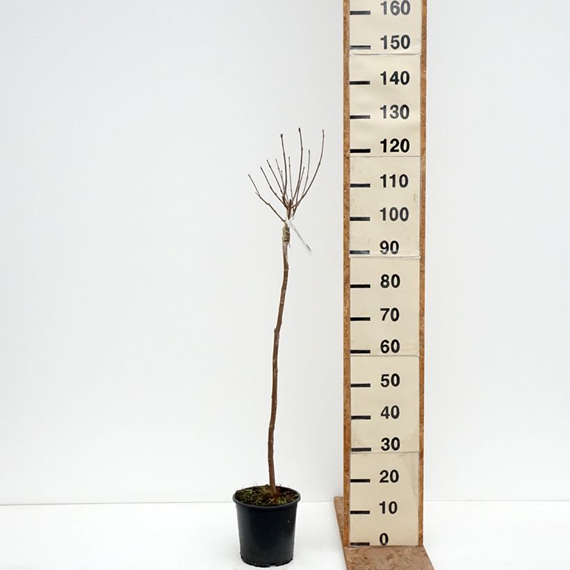 Exemplar von Catalpa bignonioides Nana - Catalpa boule Pot de 3L/4L, Tige wie im Winter geliefert