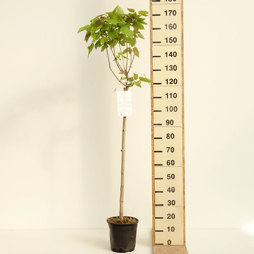 Exemplar von Trompetenbaum Nana - Catalpa bignonioides Topf mit 7,5L/10L wie im Frühjahr geliefert