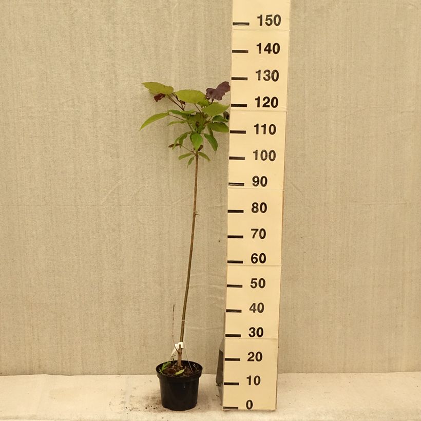 Exemplar von Trompetenbaum Purpurea - Catalpa erubescens Topf mit 3L/4L wie im Sommer geliefert