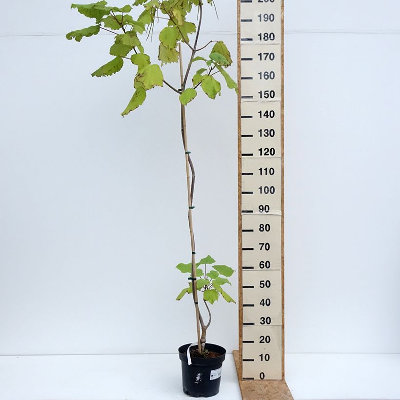 Exemplar von Gelber Trompetenbaum Slender Silhoutte - Catalpa ovata Topf mit 7,5L/10L wie im Sommer geliefert