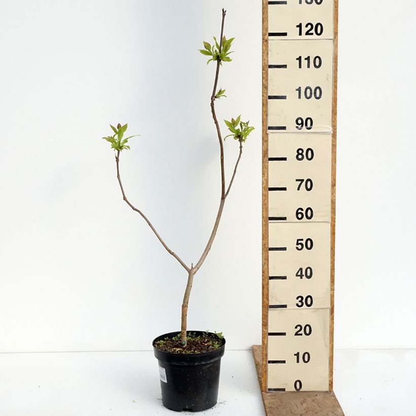 Exemplar von Gelber Trompetenbaum Slender Silhoutte - Catalpa ovata Topf mit 7,5L/10L wie im Frühjahr geliefert