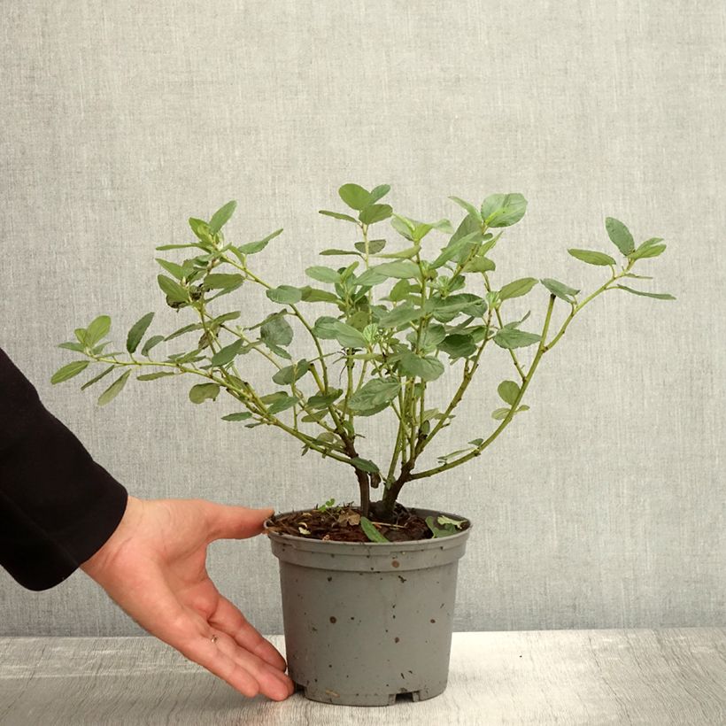 Exemplar von Säckelblume Trewithen Blue - Ceanothus arboreus Topf mit 2L/3L wie im Herbst geliefert