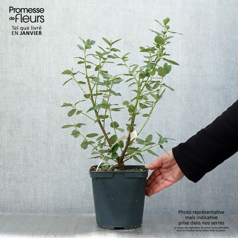 Exemplar von Säckelblume Trewithen Blue - Ceanothus arboreus Topf mit 4L/5L wie im Winter geliefert