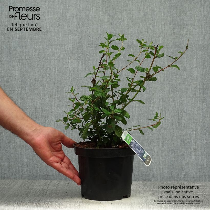Exemplar von Säckelblume Burkwoodii - Ceanothus Topf mit 2L/3L wie im Herbst geliefert