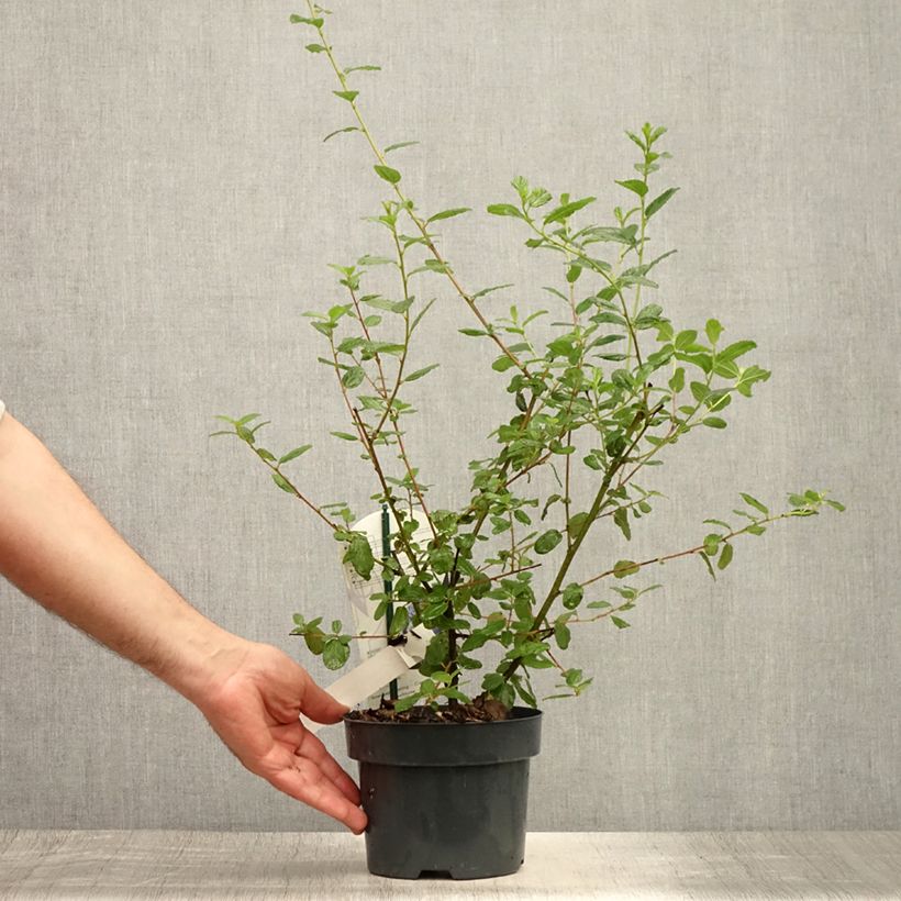Exemplar von Säckelblume Burkwoodii - Ceanothus Topf mit 2L/3L wie im Sommer geliefert