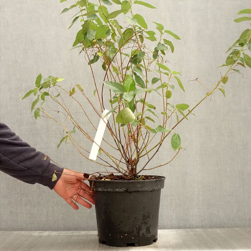 Exemplar von Säckelblume Gloire de Versailles - Ceanothus delilianus Topf mit 7,5L/10L wie im Herbst geliefert