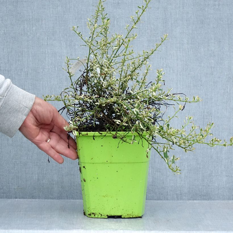 Exemplar von Säckelblume Cool Blue - Ceanothus impressus Topf mit 4L/5L wie im Sommer geliefert