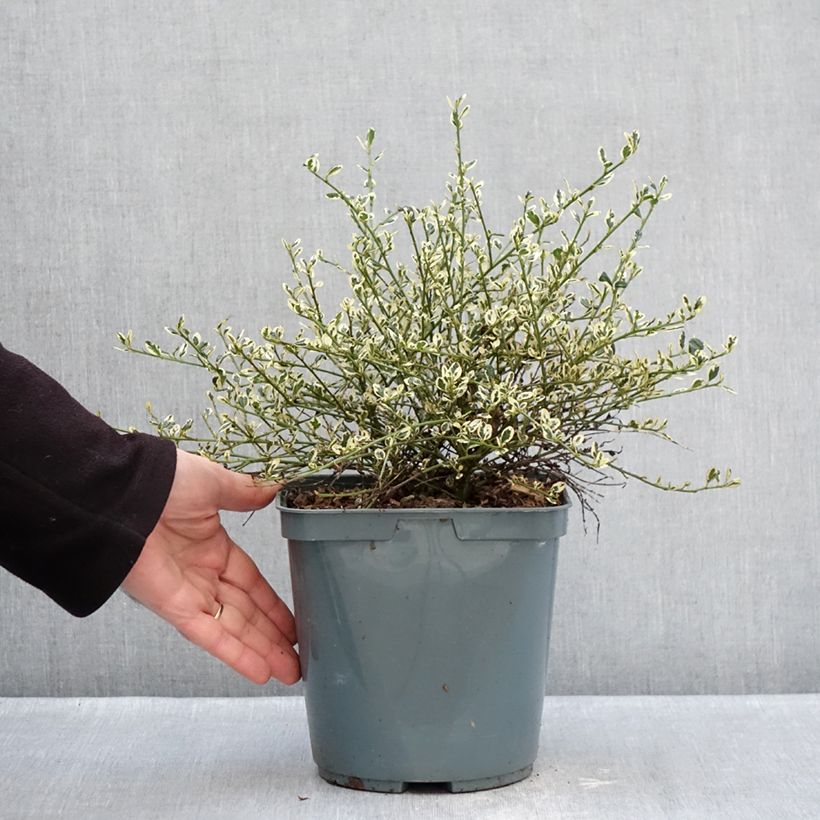 Exemplar von Säckelblume Cool Blue - Ceanothus impressus Topf mit 4L/5L wie im Winter geliefert