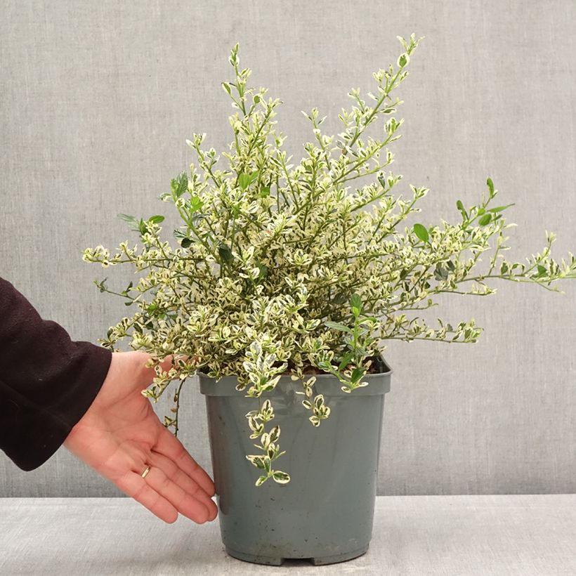 Exemplar von Säckelblume Cool Blue - Ceanothus impressus Topf mit 4L/5L wie im Frühjahr geliefert