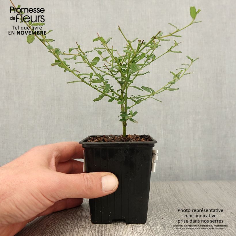 Exemplar von Säckelblume Italian Skies - Ceanothus foliosus Kleine Töpfe von 8/9 cm wie im Herbst geliefert