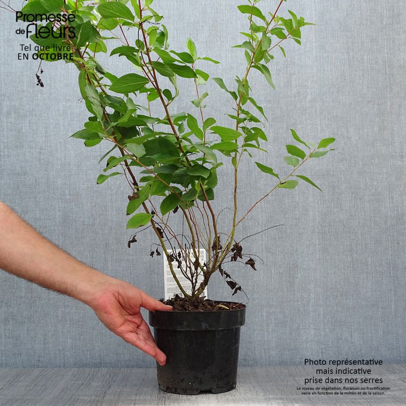Exemplar von Rosa Säckelblume Marie Rose - Ceanothus pallidus Topf mit 3L/4L wie im Herbst geliefert