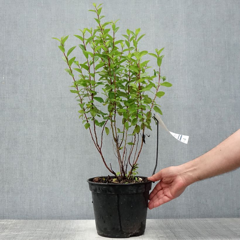 Exemplar von Rosa Säckelblume Marie Rose - Ceanothus pallidus Topf mit 3L/4L wie im Sommer geliefert