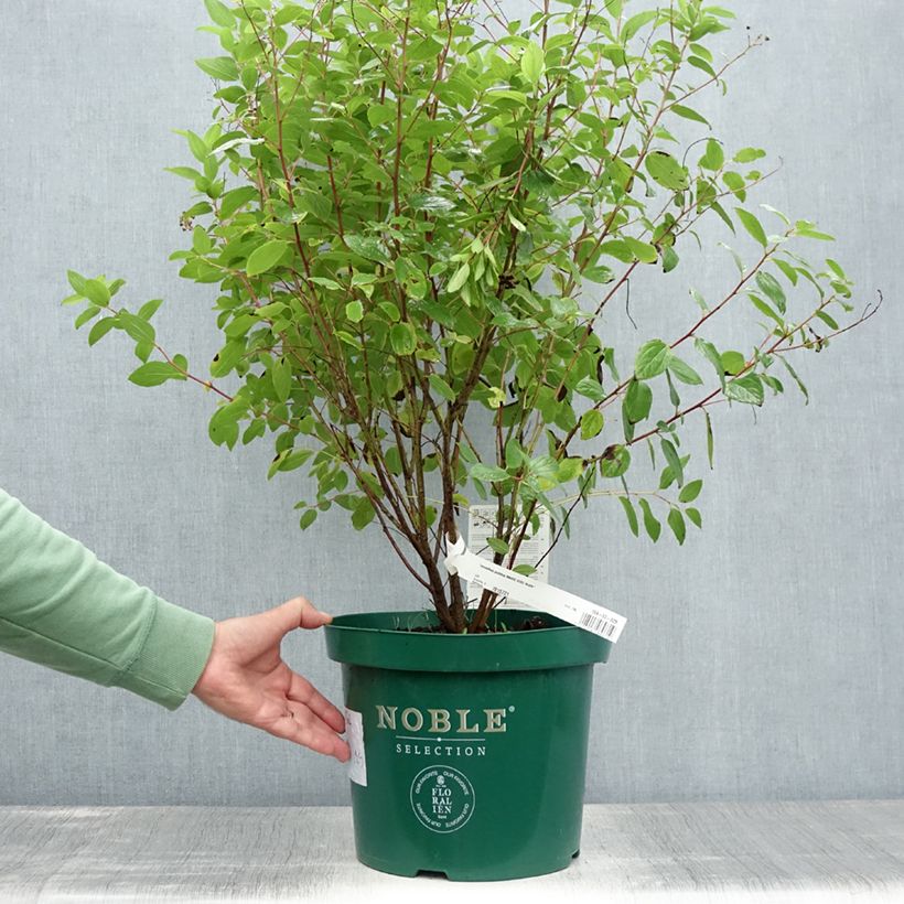 Exemplar von Rosa Säckelblume Marie Rose - Ceanothus pallidus Topf mit 7,5L/10L wie im Sommer geliefert