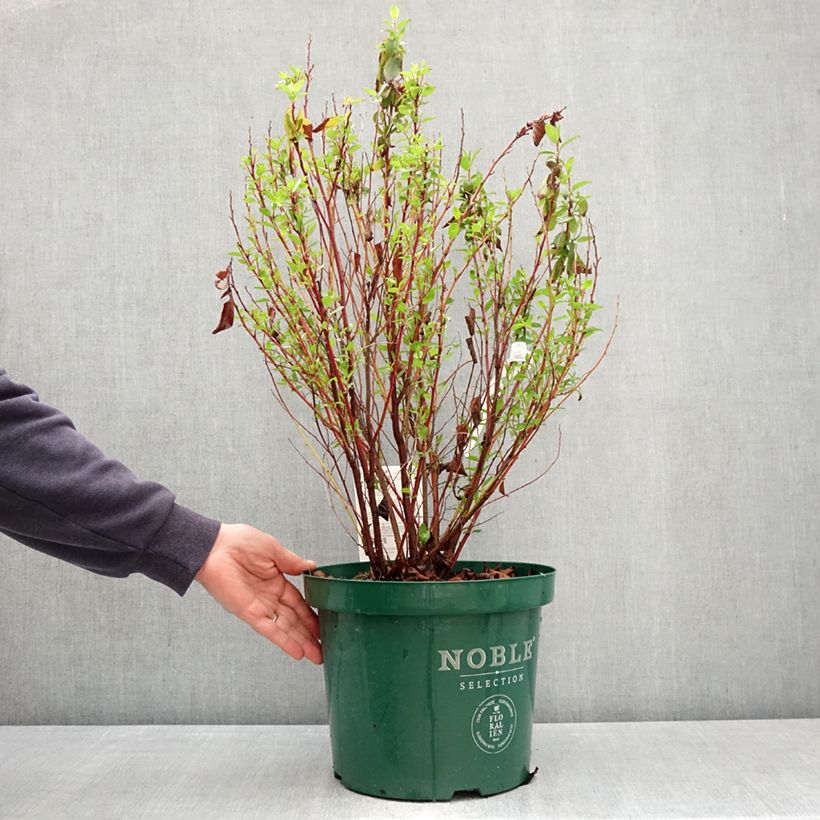 Exemplar von Rosa Säckelblume Marie Rose - Ceanothus pallidus Topf mit 7,5L/10L wie im Frühjahr geliefert