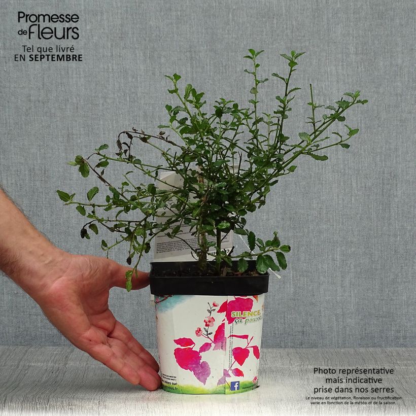 Exemplar von Kriechende Säckelblume Prostratus - Ceanothus prostratus Topf mit 2L/3L wie im Herbst geliefert