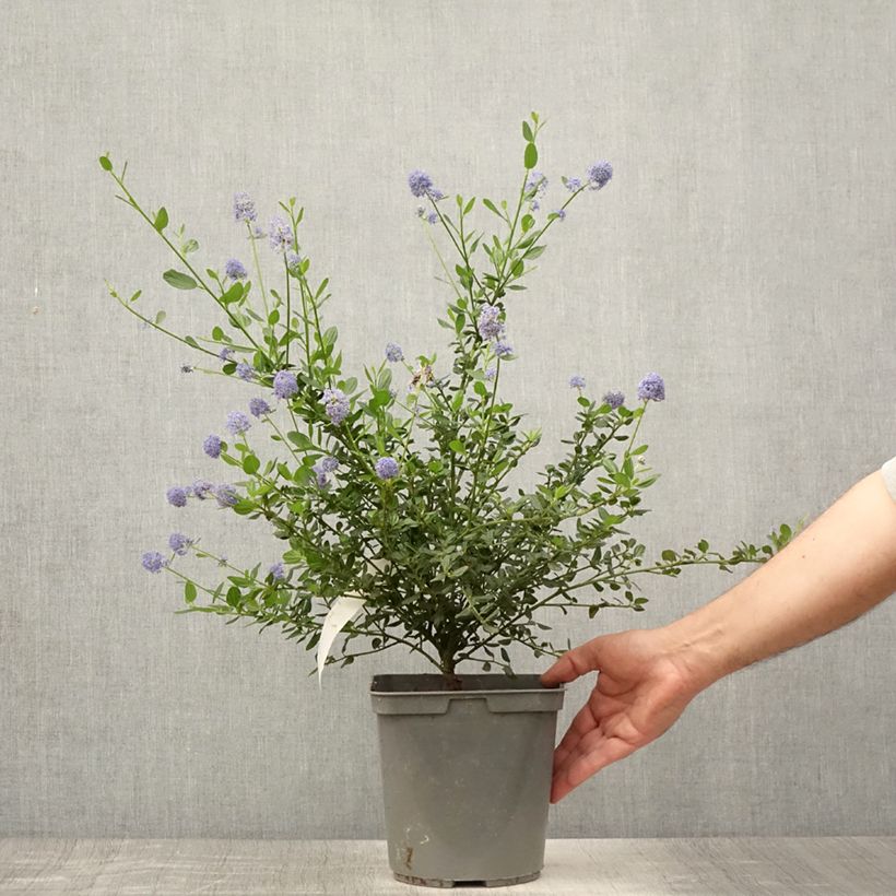 Exemplar von Säckelblume Skylark - Ceanothus Topf mit 4L/5L wie im Sommer geliefert