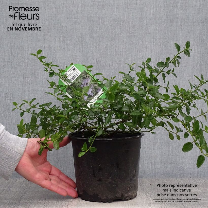 Exemplar von Kriechende Säckelblume Repens - Ceanothus thyrsiflorus Topf mit 2L/3L wie im Herbst geliefert