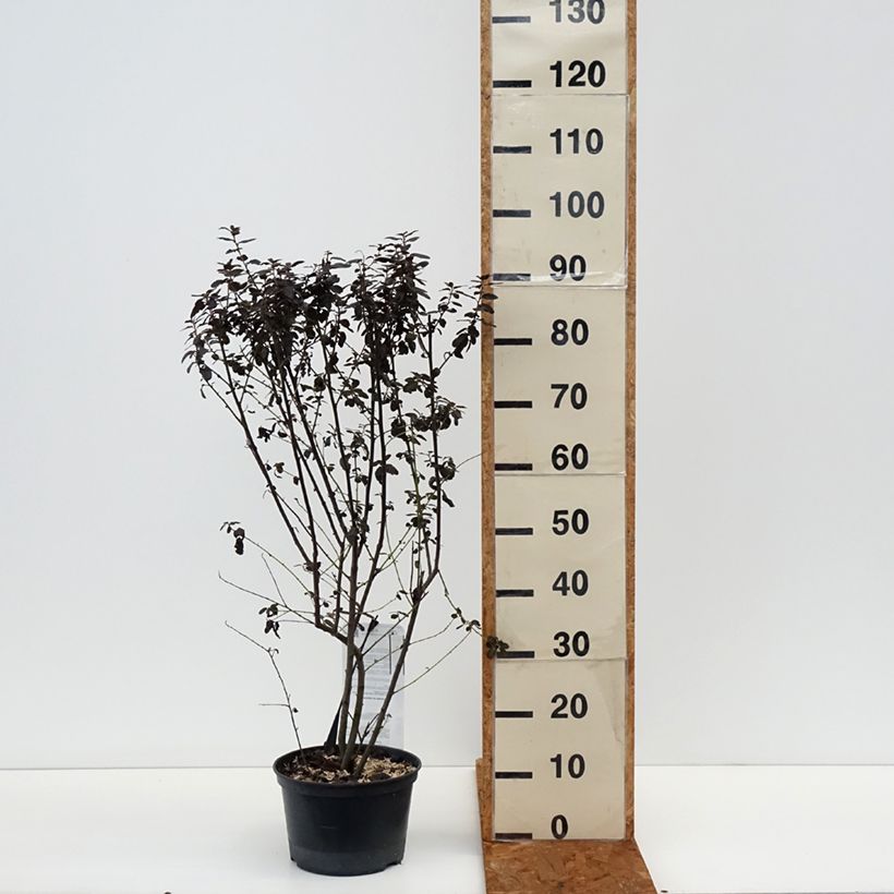 Exemplar von Kalifornischer Flieder Tuxedo - Ceanothus thyrsiflorus Topf mit 4L/5L wie im Winter geliefert