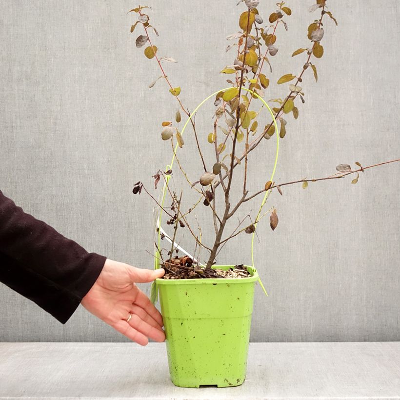Exemplar von Kalifornischer Flieder Tuxedo - Ceanothus thyrsiflorus Topf mit 4L/5L wie im Frühjahr geliefert