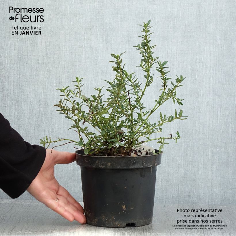 Exemplar von Säckelblume Blue Diamond - Ceanothus Topf mit 2L/3L wie im Winter geliefert