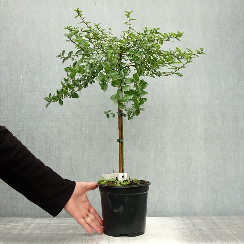 Exemplar von Säckelblume Blue Mound - Ceanothus Topf mit 3L/4L wie im Herbst geliefert