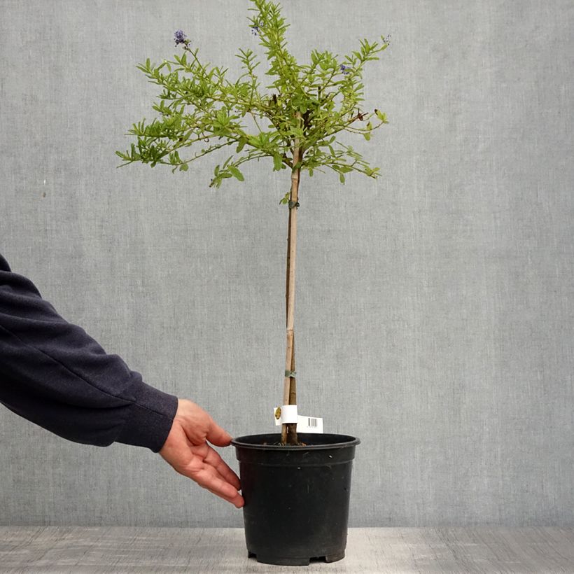 Exemplar von Säckelblume Blue Mound - Ceanothus Topf mit 3L/4L, Stamm wie im Frühjahr geliefert