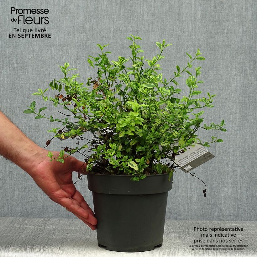 Exemplar von Kalifornischer Flieder El Dorado - Ceanothus thyrsiflorus Topf mit 2L/3L wie im Herbst geliefert