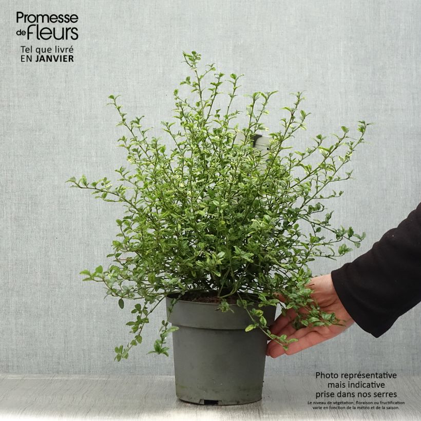 Exemplar von Kalifornischer Flieder El Dorado - Ceanothus thyrsiflorus Topf mit 2L/3L wie im Winter geliefert