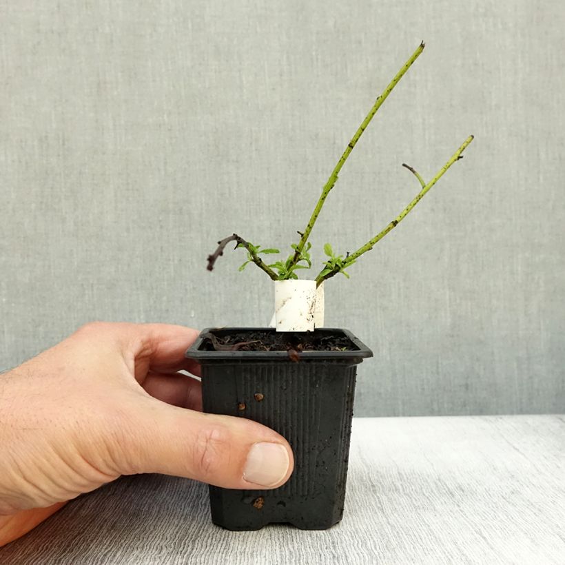 Exemplar von Kriechende Säckelblume Repens - Ceanothus thyrsiflorus Kleine Töpfe von 8/9 cm wie im Herbst geliefert