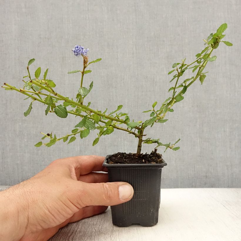 Exemplar von Kriechende Säckelblume Repens - Ceanothus thyrsiflorus Kleine Töpfe von 8/9 cm wie im Frühjahr geliefert