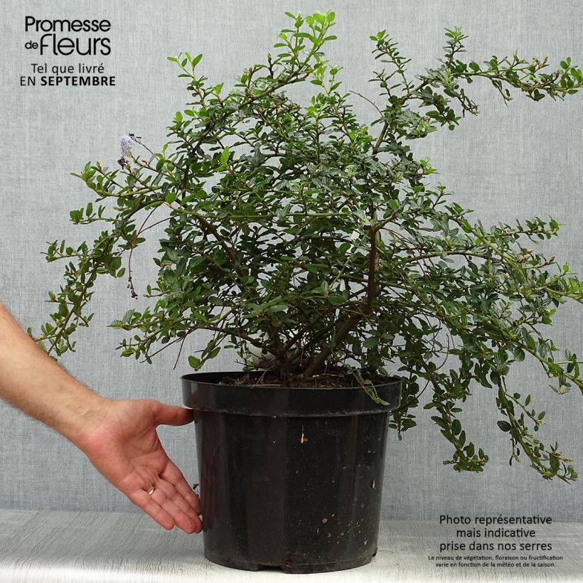 Exemplar von Kriechende Säckelblume Repens - Ceanothus thyrsiflorus Topf mit 7,5L/10L wie im Herbst geliefert