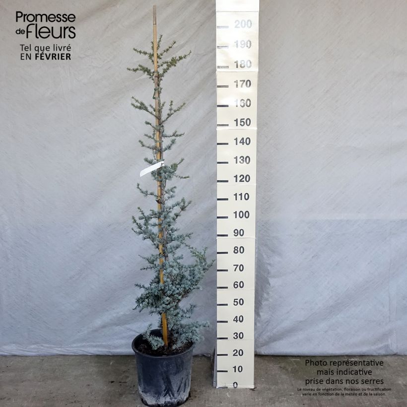 Exemplar von Cedrus libani subsp. atlantica Glauca - Atlas-Zeder Topf mit 7,5L/10L wie im Winter geliefert