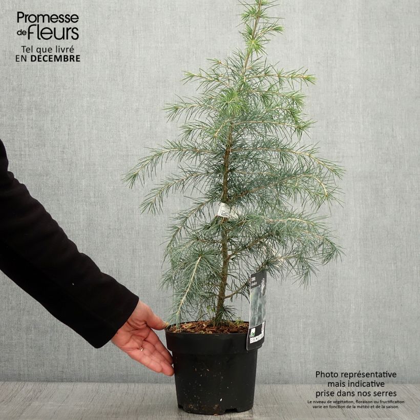Exemplar von Cedrus deodara - Himalaya-Zeder Topf mit 3L/4L wie im Herbst geliefert