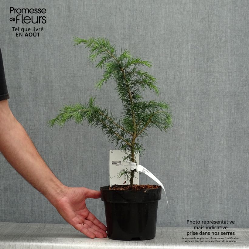 Exemplar von Cedrus deodara - Himalaya-Zeder Topf mit 3L/4L wie im Sommer geliefert