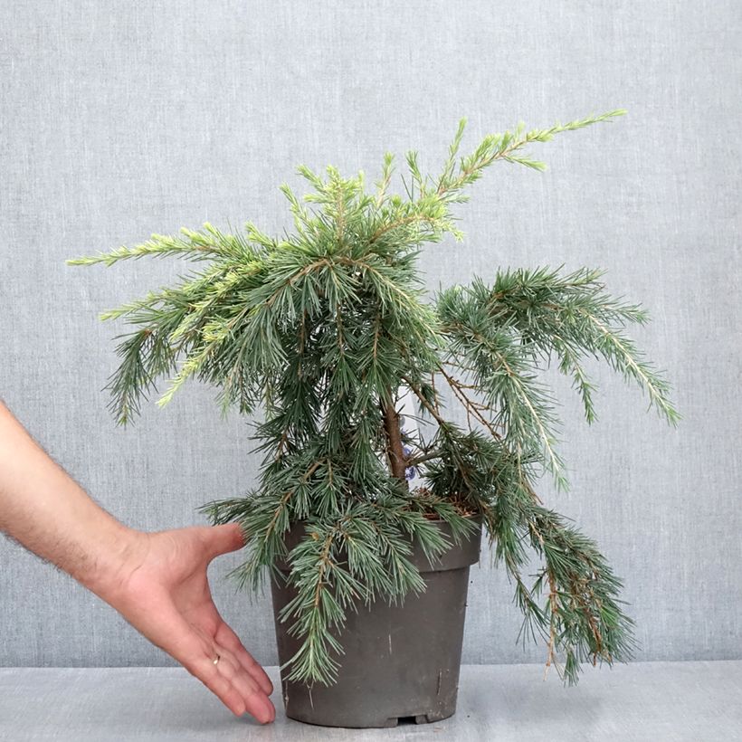 Exemplar von Cedrus deodara Feeling Blue - Himalaya-Zeder Topf mit 3L/4L wie im Sommer geliefert