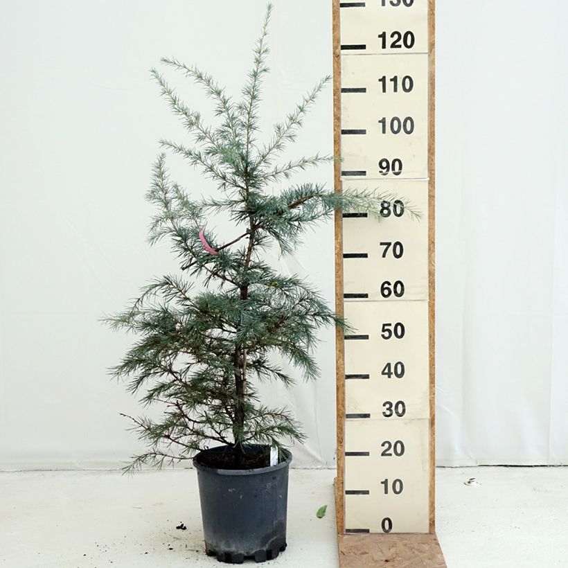 Exemplar von Cedrus deodara Pendula - Himalaya-Zeder Topf mit 4L/5L wie im Herbst geliefert